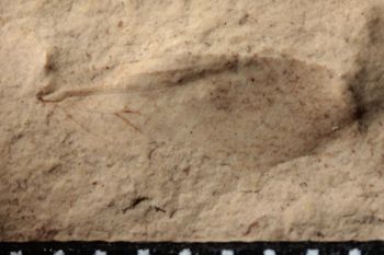 Media type: image;   Entomology PALE-10048